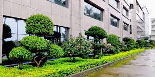 四川绿化工程树木采购